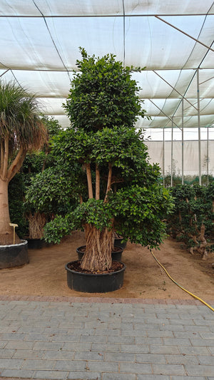Tree Ficus Retusa Nitida (Indian Laurel) - Acacia Garden Center