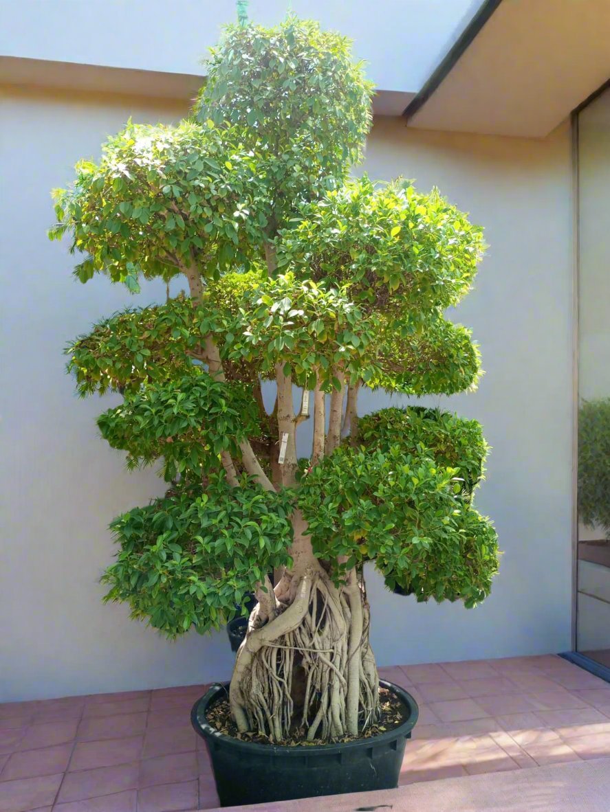 Tree Ficus Retusa Nitida (Indian Laurel) - Acacia Garden Center