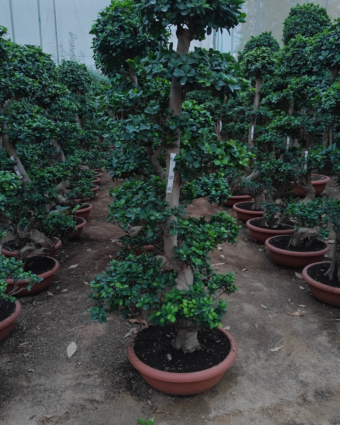 Tree Ficus Retusa Nitida (Indian Laurel) - Acacia Garden Center