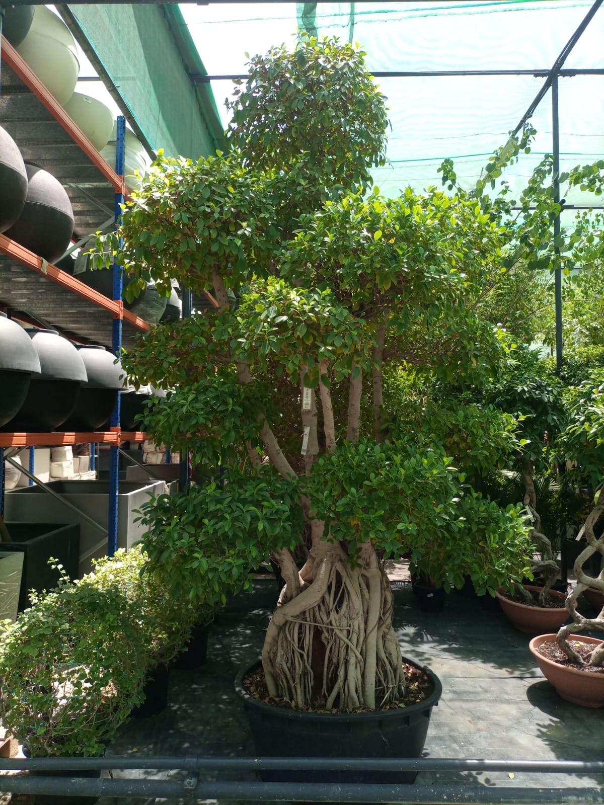 Tree Ficus Retusa Nitida (Indian Laurel) - Acacia Garden Center