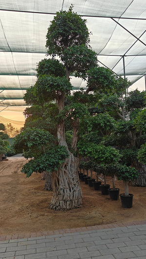 Tree Ficus Retusa Nitida (Indian Laurel) - Acacia Garden Center