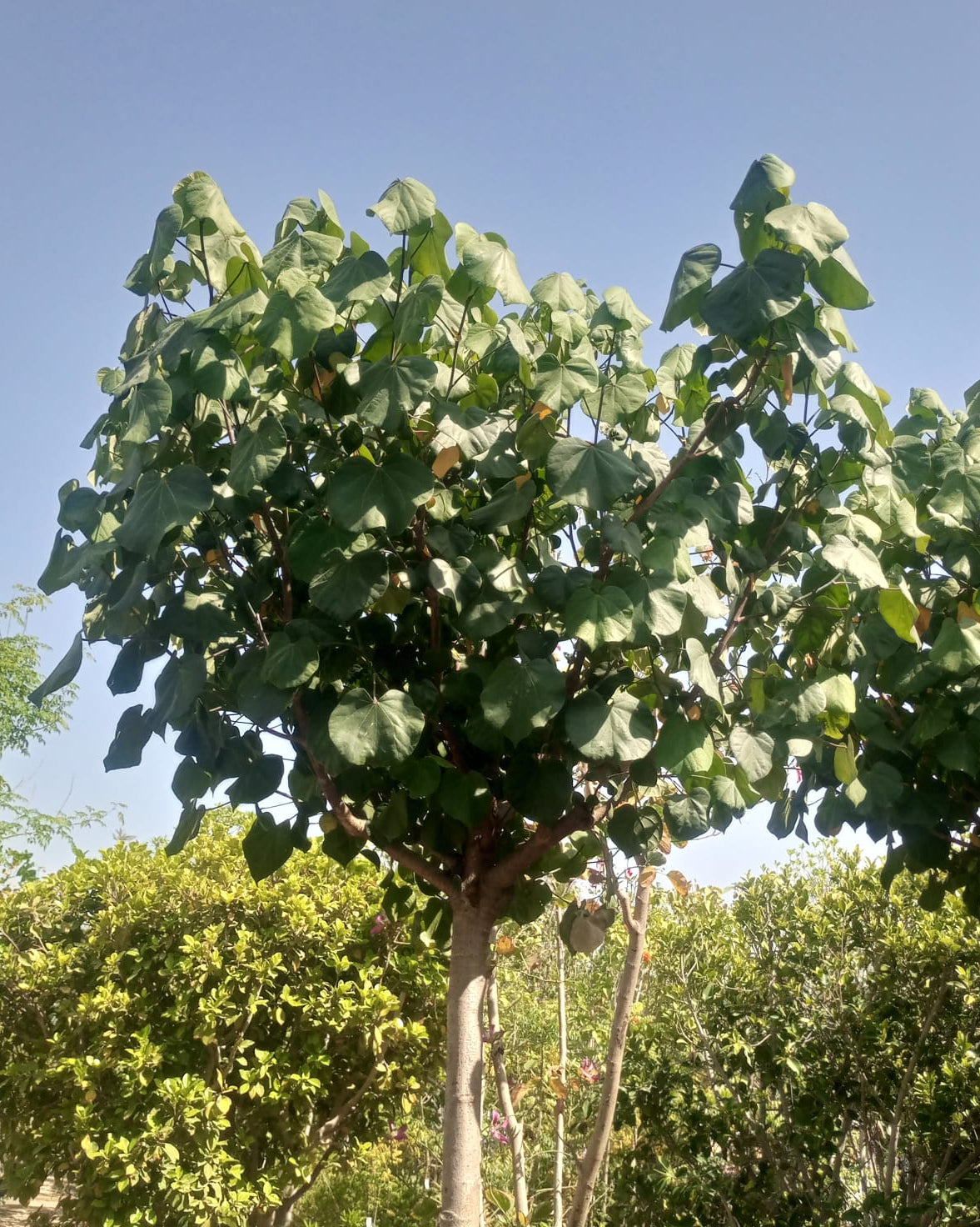 Tree Hibiscus Tiliaceus | 4.0 - 4.5 m | 20 - 25 cm girth - Acacia Garden Center