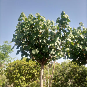 Tree Hibiscus Tiliaceus | 4.0 - 4.5 m | 20 - 25 cm girth - Acacia Garden Center