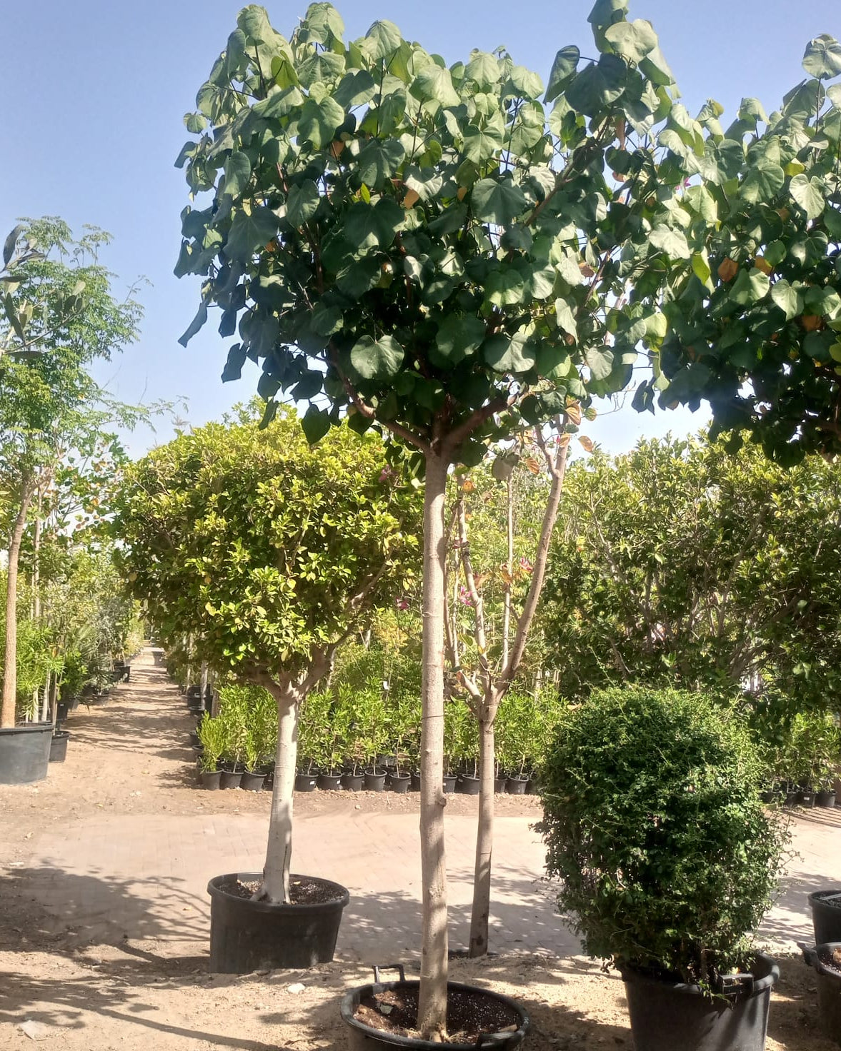 Tree Hibiscus Tiliaceus | 4.0 - 4.5 m | 20 - 25 cm girth - Acacia Garden Center