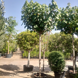 Tree Hibiscus Tiliaceus | 4.0 - 4.5 m | 20 - 25 cm girth - Acacia Garden Center