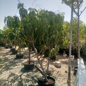 Tree Manilkara Zapota | 1.0 - 1.2 m - Acacia Garden Center