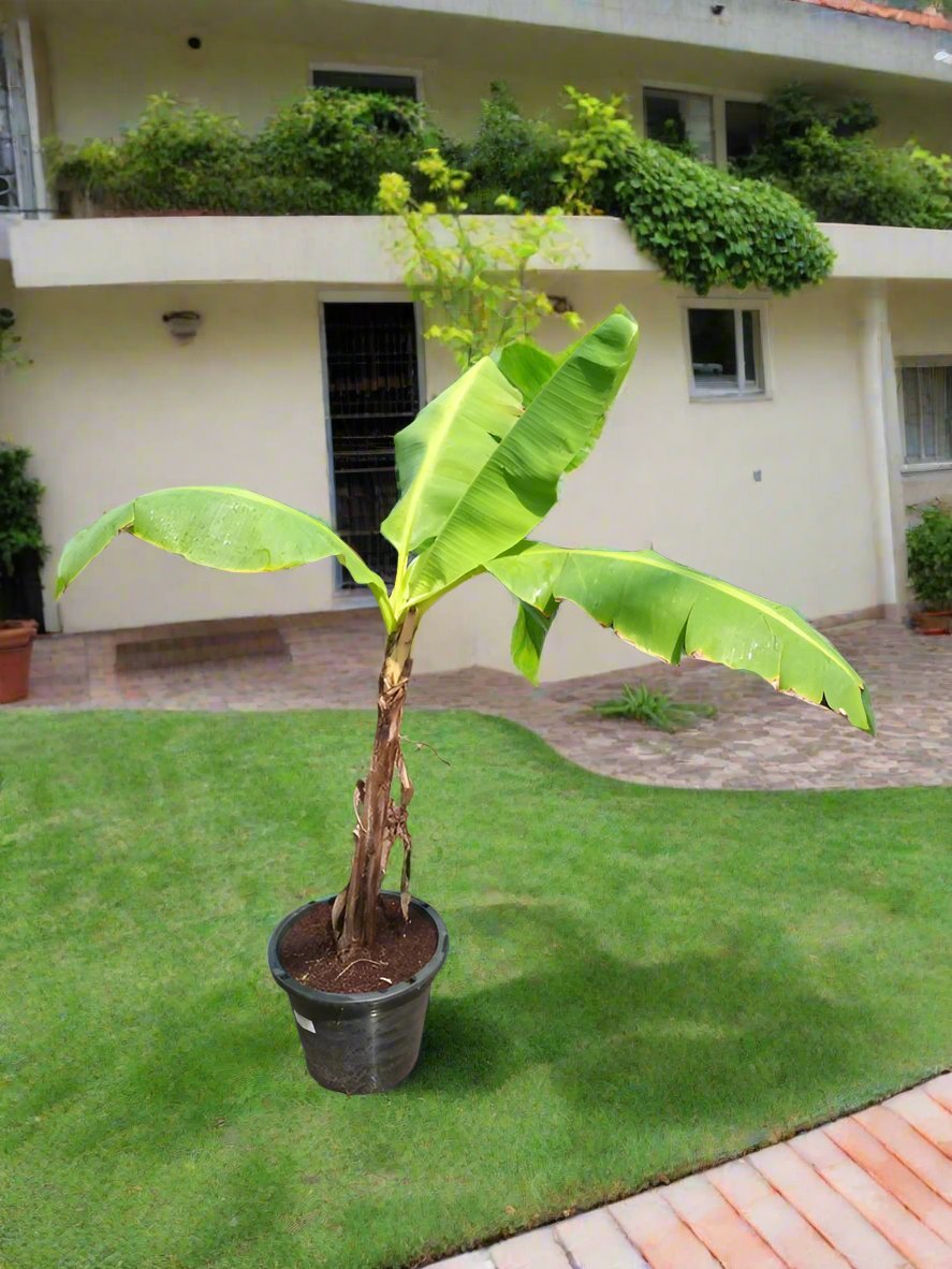 Tree Musa Paradisiaca | 90 - 100 cm - Acacia Garden Center