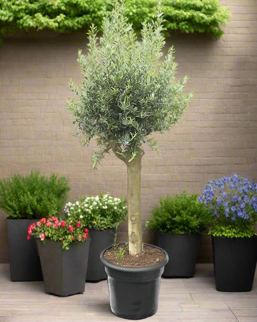 Tree Olea Europea (Olive Tree) | 1.5 - 1.7m - Acacia Garden Center