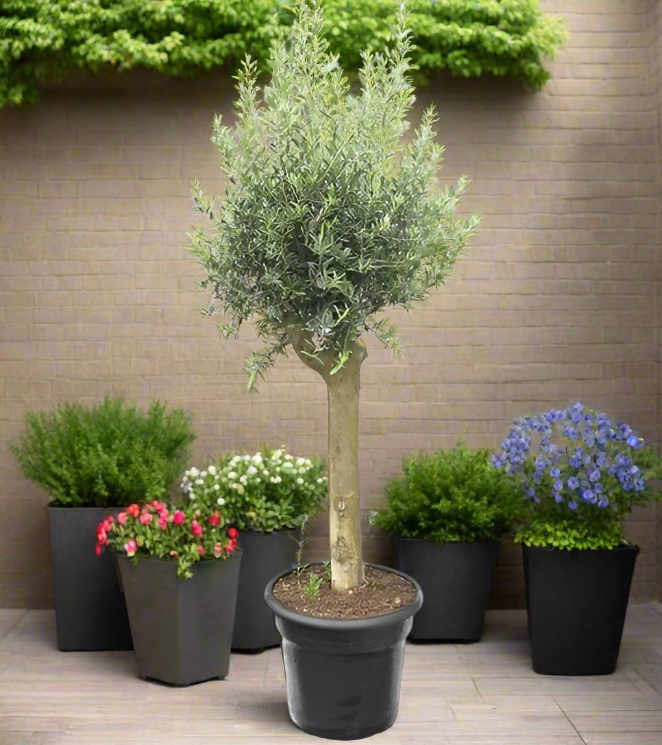 Tree Olea Europea (Olive Tree) | 1.5 - 1.7m - Acacia Garden Center