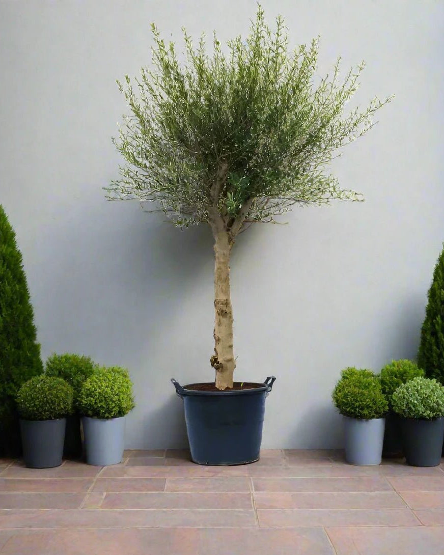 Tree Olea Europea (Olive Tree) | 1.5 - 1.7m - Acacia Garden Center