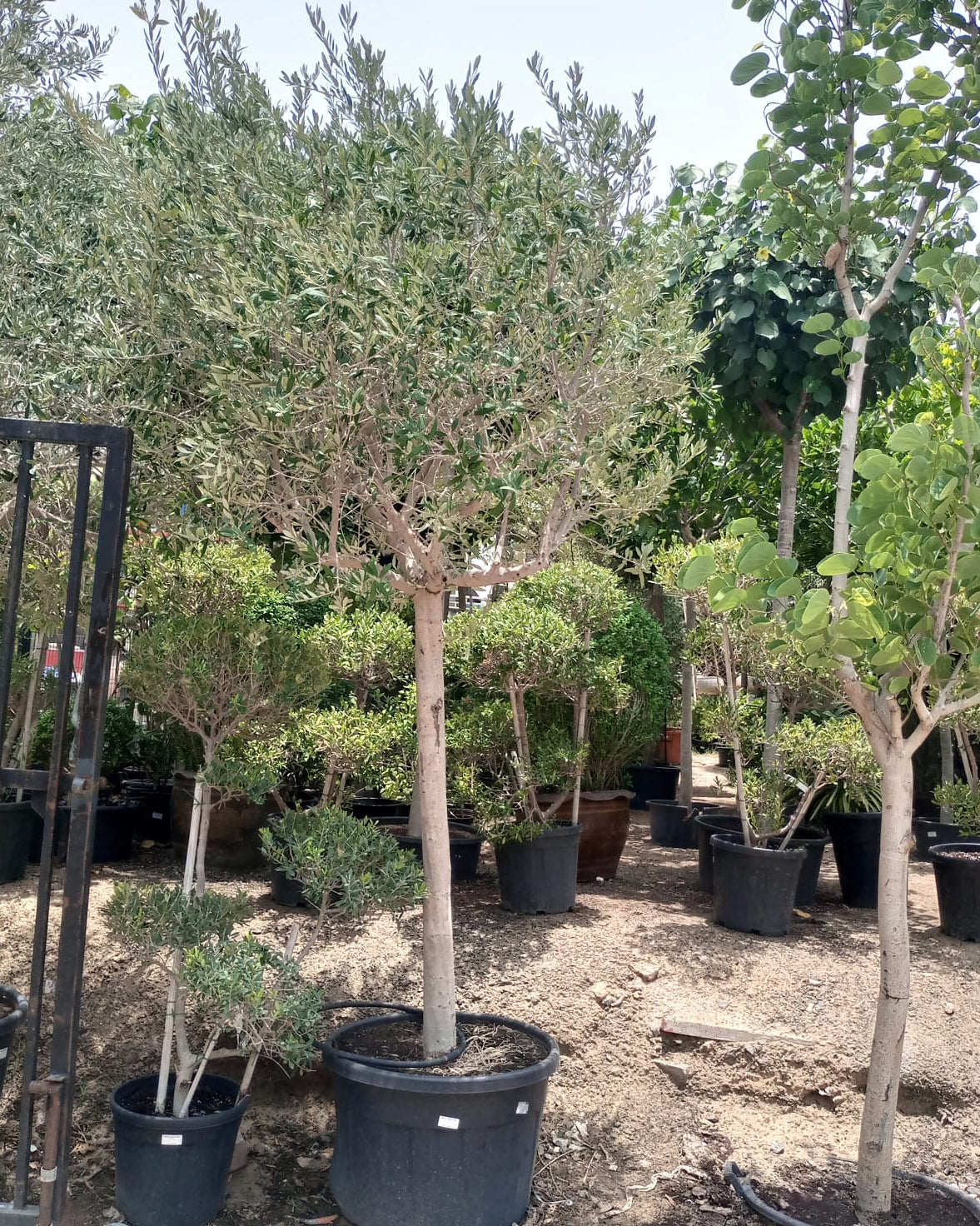 Tree Olea Europea (Olive Tree) - Acacia Garden Center