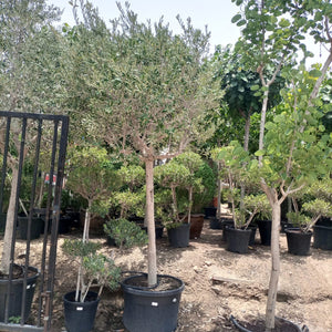 Tree Olea Europea (Olive Tree) - Acacia Garden Center