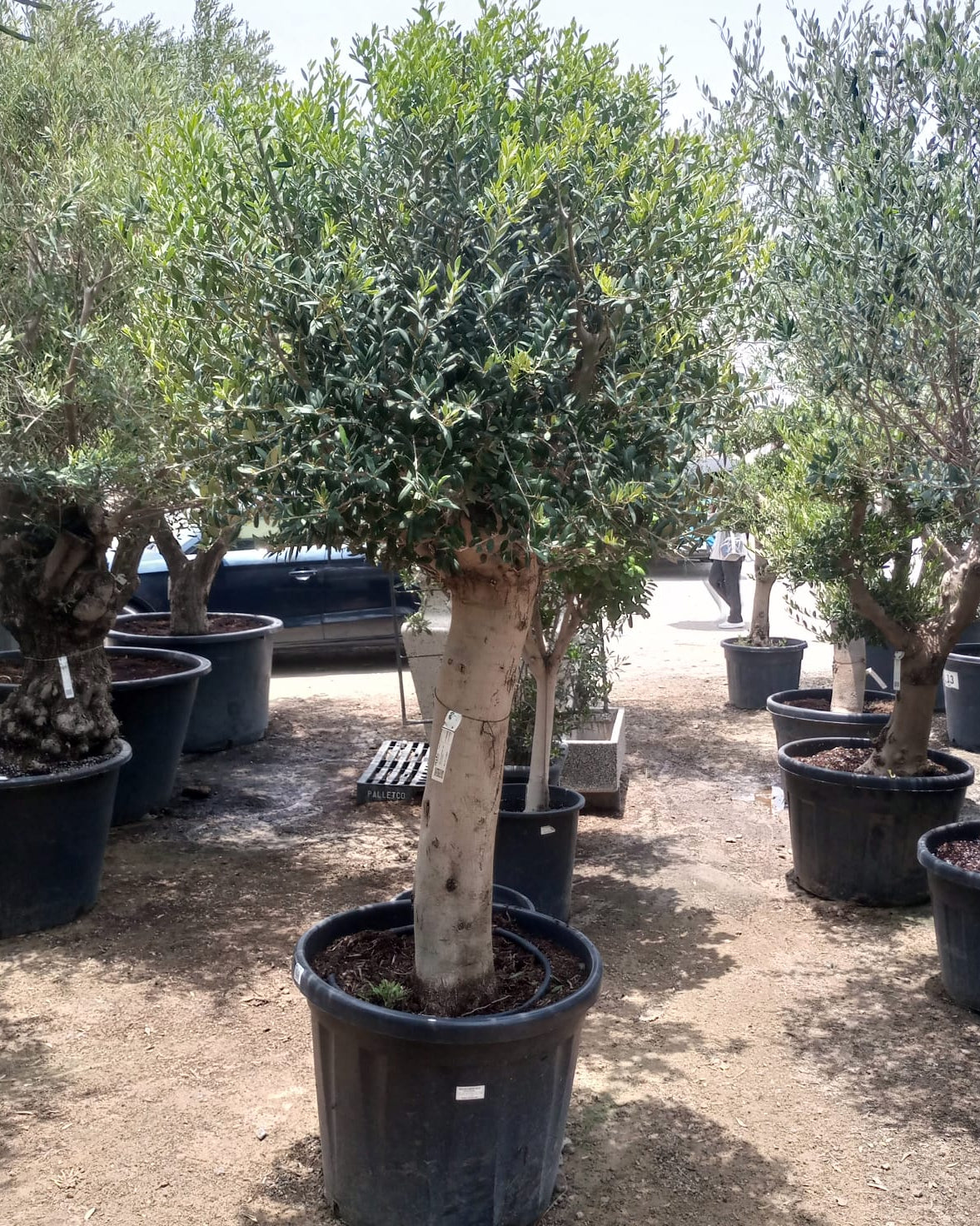 Tree Olea Europea (Olive Tree) - Acacia Garden Center