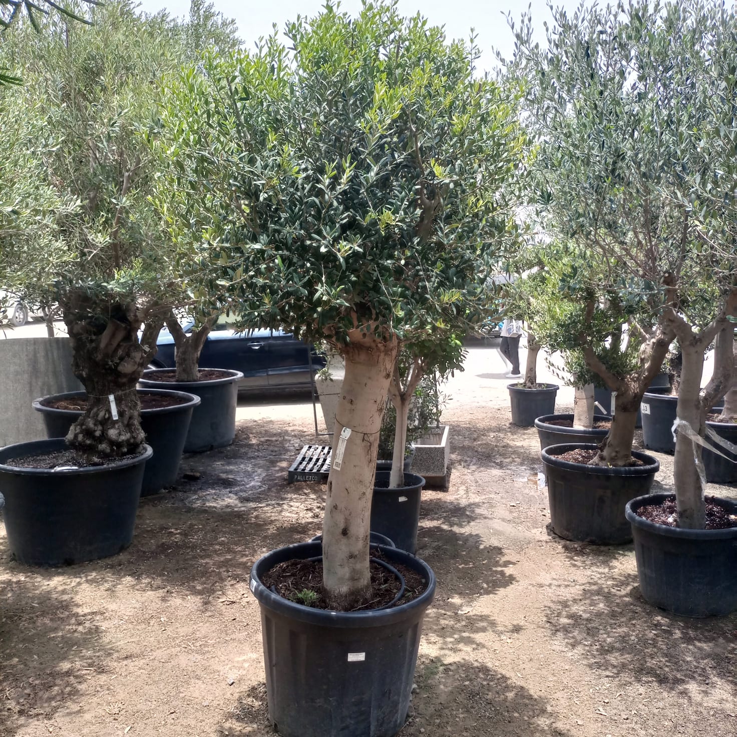 Tree Olea Europea (Olive Tree) - Acacia Garden Center