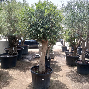 Tree Olea Europea (Olive Tree) - Acacia Garden Center