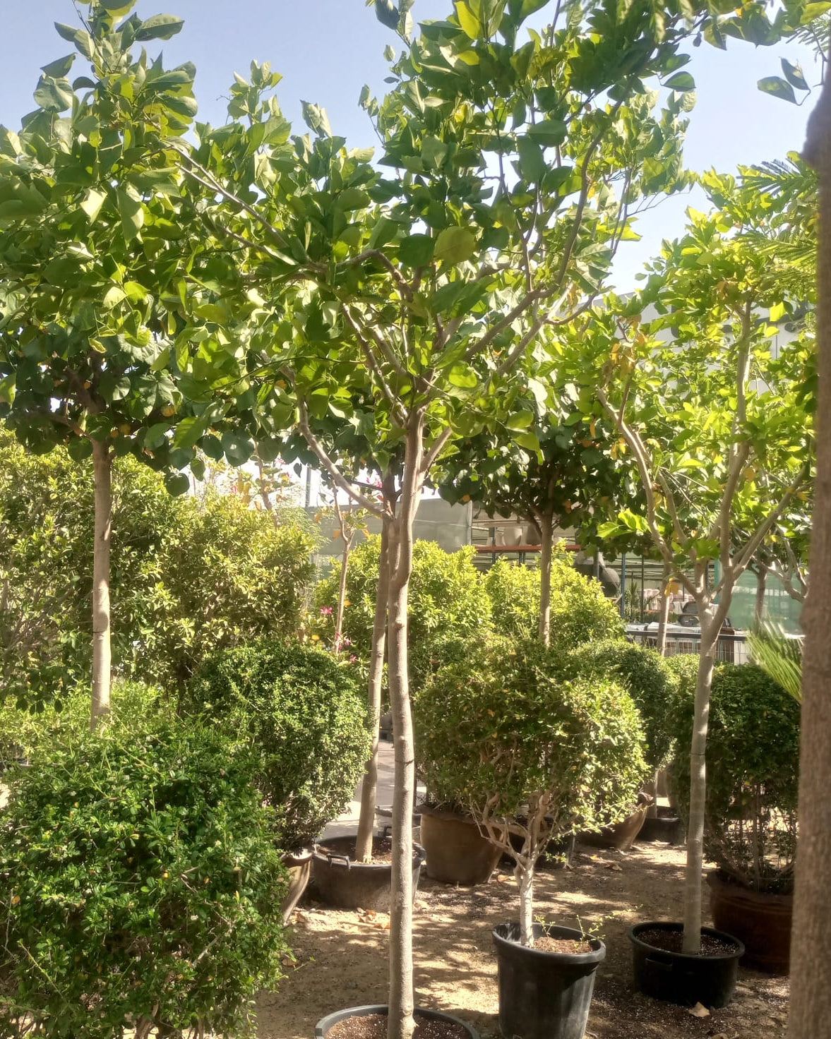 Tree Pongamia Glabra (Millettia pinnata) | 3.5 - 4.0 m | 18 - 20 cm girth - Acacia Garden Center