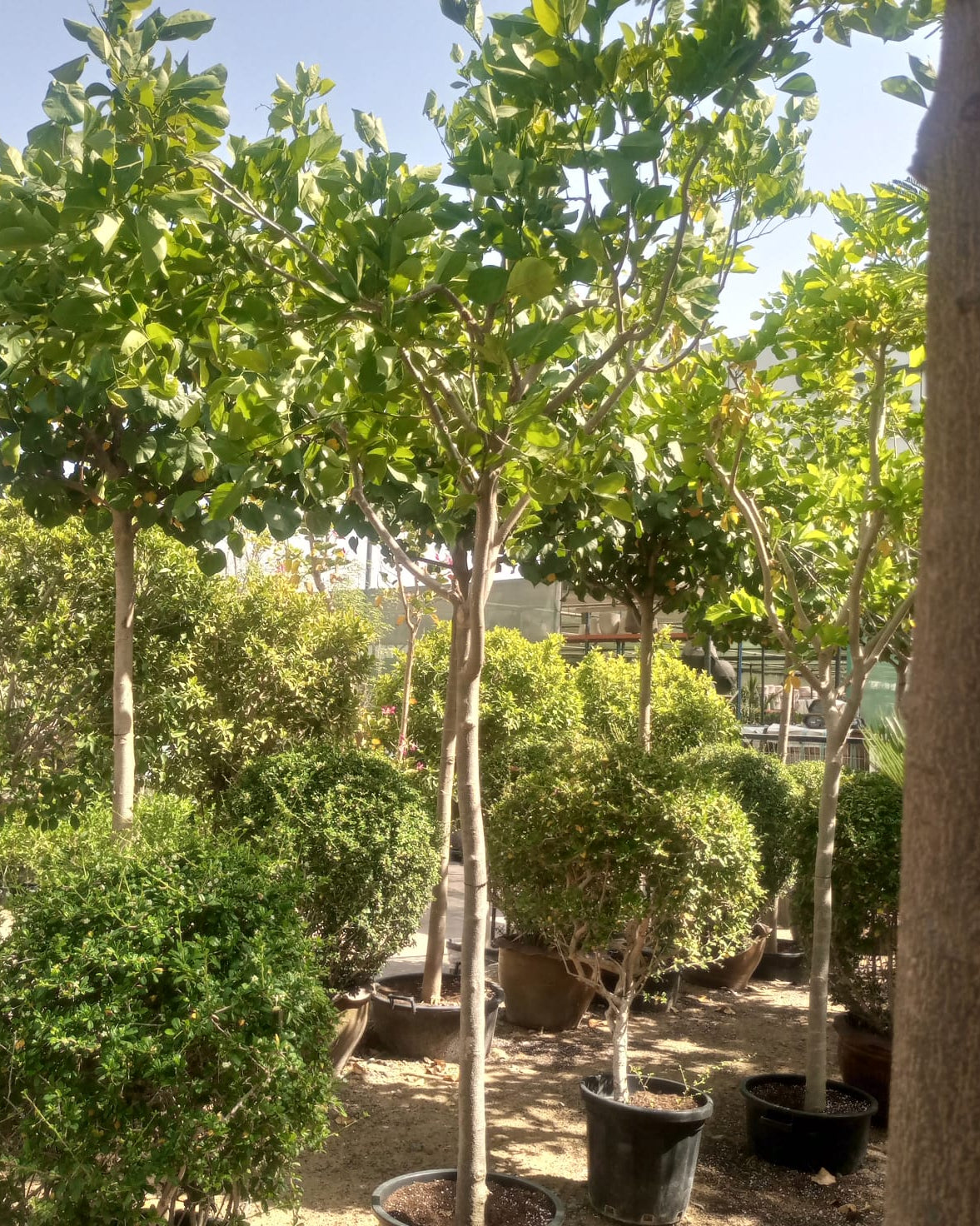 Tree Pongamia Glabra (Millettia pinnata) | 3.5 - 4.0 m | 18 - 20 cm girth - Acacia Garden Center