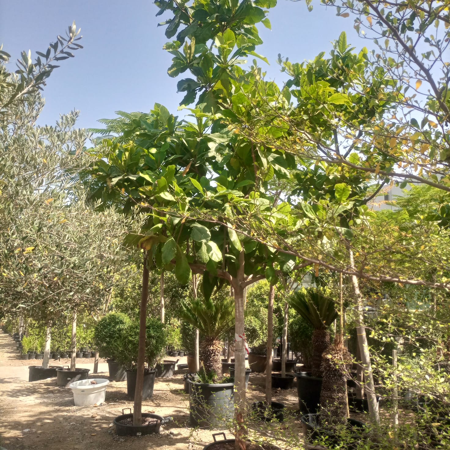 Tree Terminalia Catappa ( Indian or Tropical almond) | 4.0 - 4.5 m | 20 - 25 cm girth - Acacia Garden Center