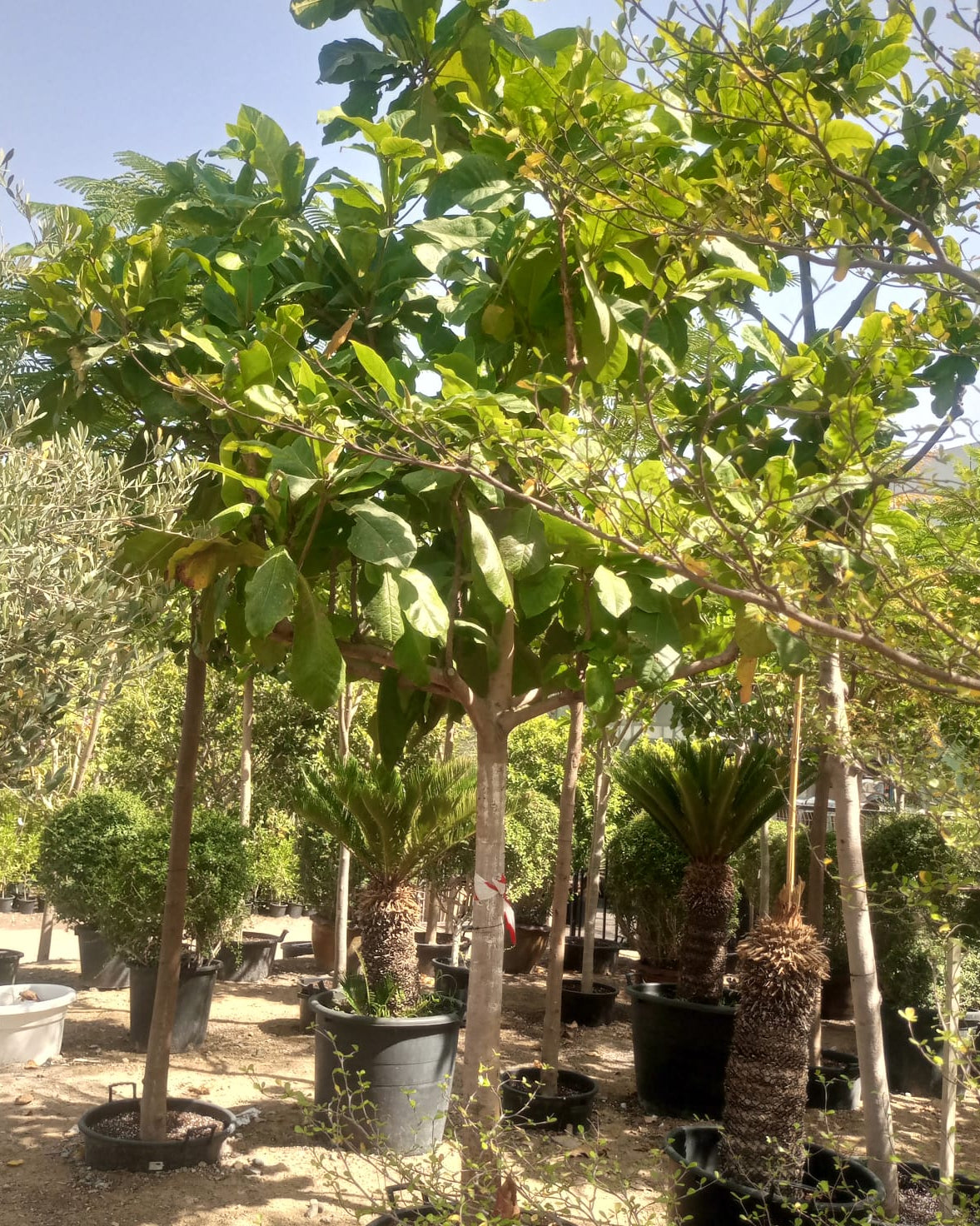 Tree Terminalia Catappa ( Indian or Tropical almond) | 4.0 - 4.5 m | 20 - 25 cm girth - Acacia Garden Center