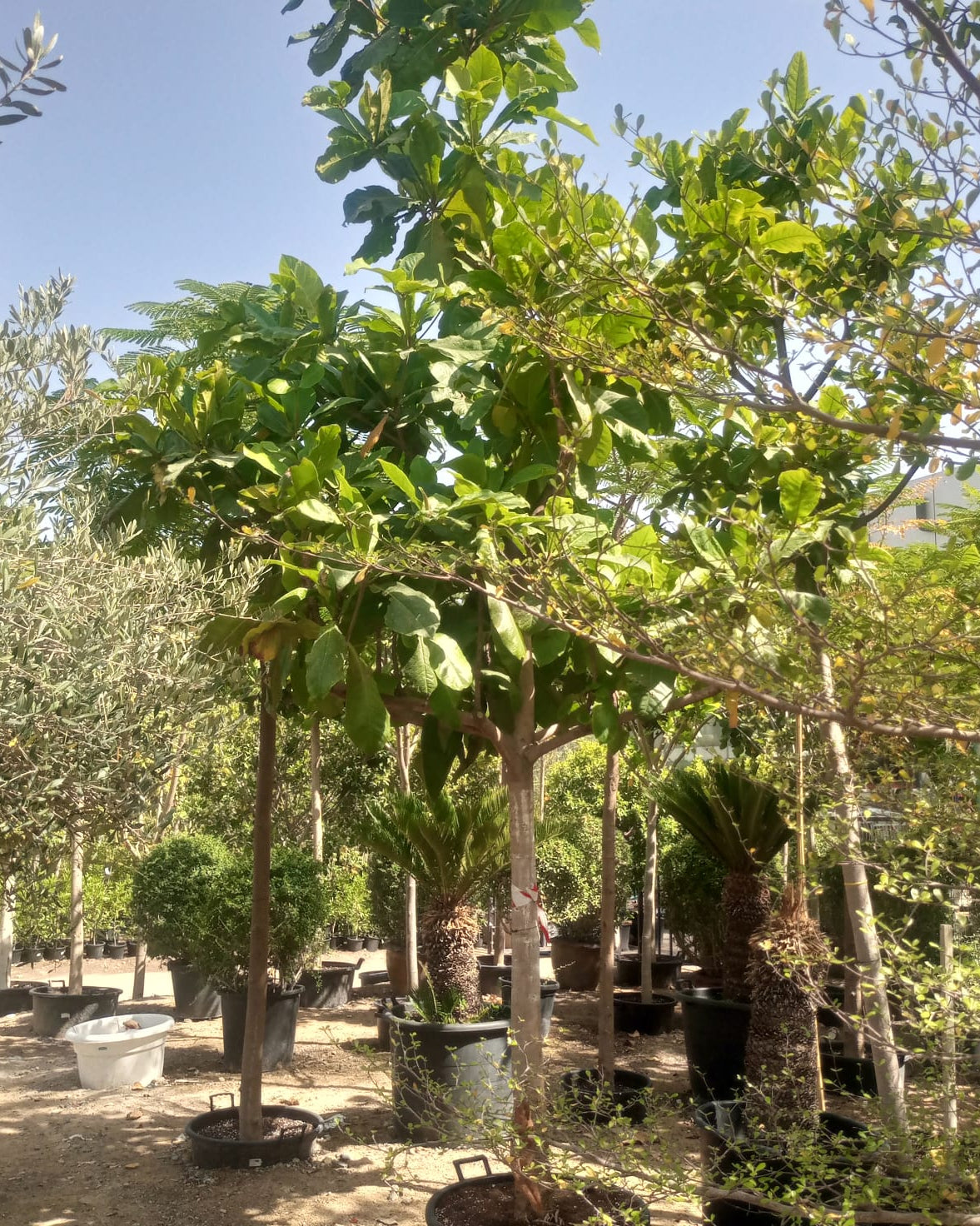 Tree Terminalia Catappa ( Indian or Tropical almond) | 4.0 - 4.5 m | 20 - 25 cm girth - Acacia Garden Center