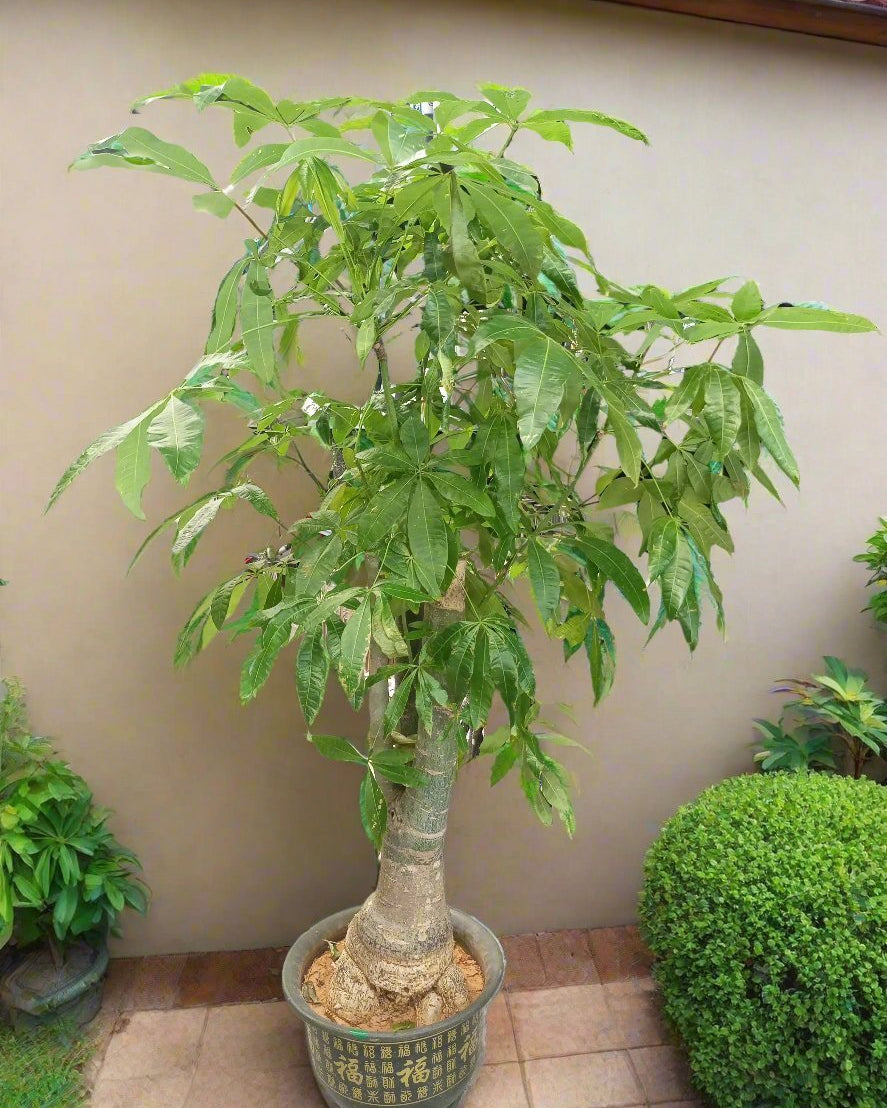 Twisted Money Tree (Pachira aquatica) | Type 15 Braid, 1.5–1.8 m - Acacia Garden Center