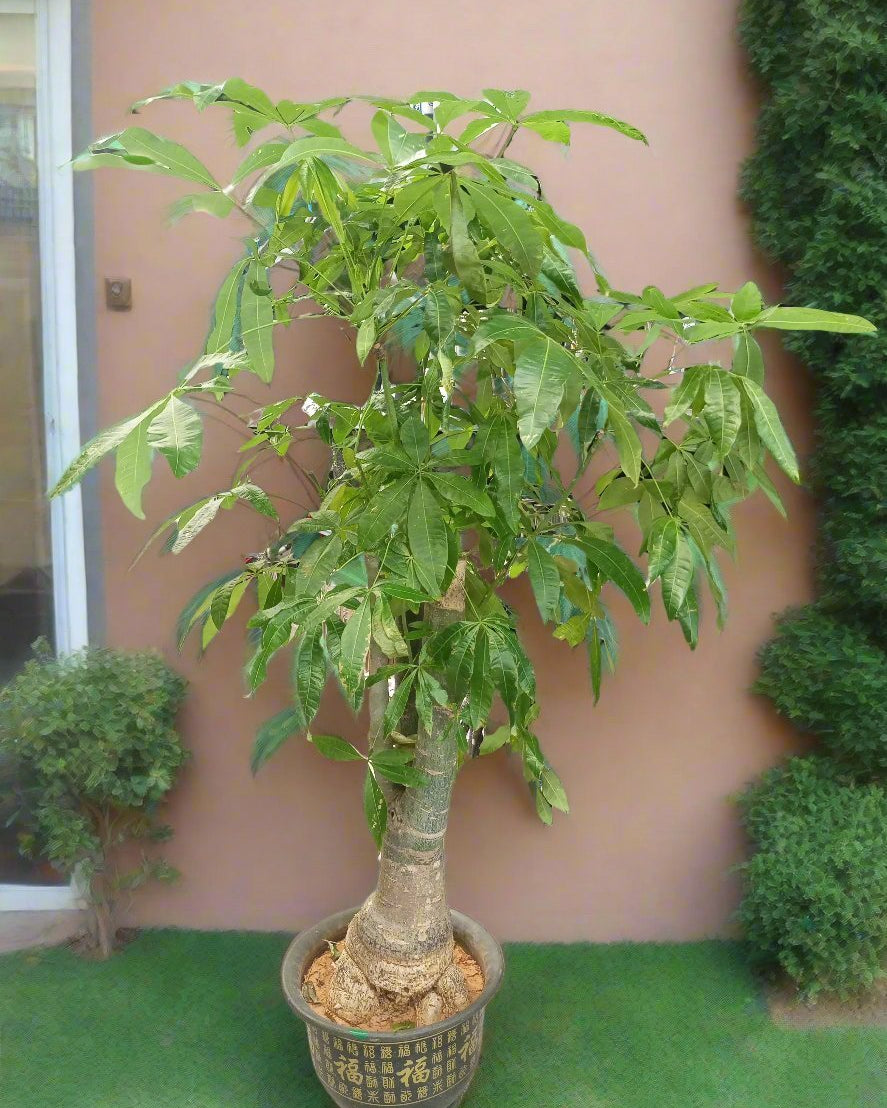 Twisted Money Tree (Pachira aquatica) | Type 15 Braid, 1.5–1.8 m - Acacia Garden Center
