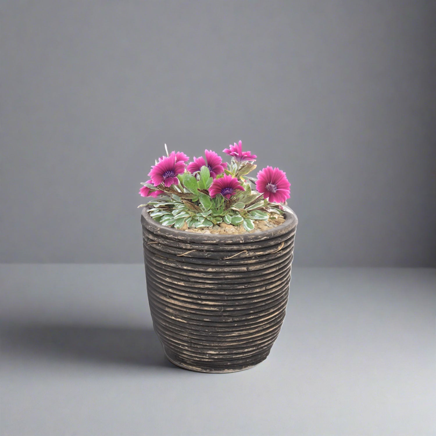 Van der Leeden Pot Round Balloon Stripe 302200 D24X24cm Black Wash - Acacia Garden Center