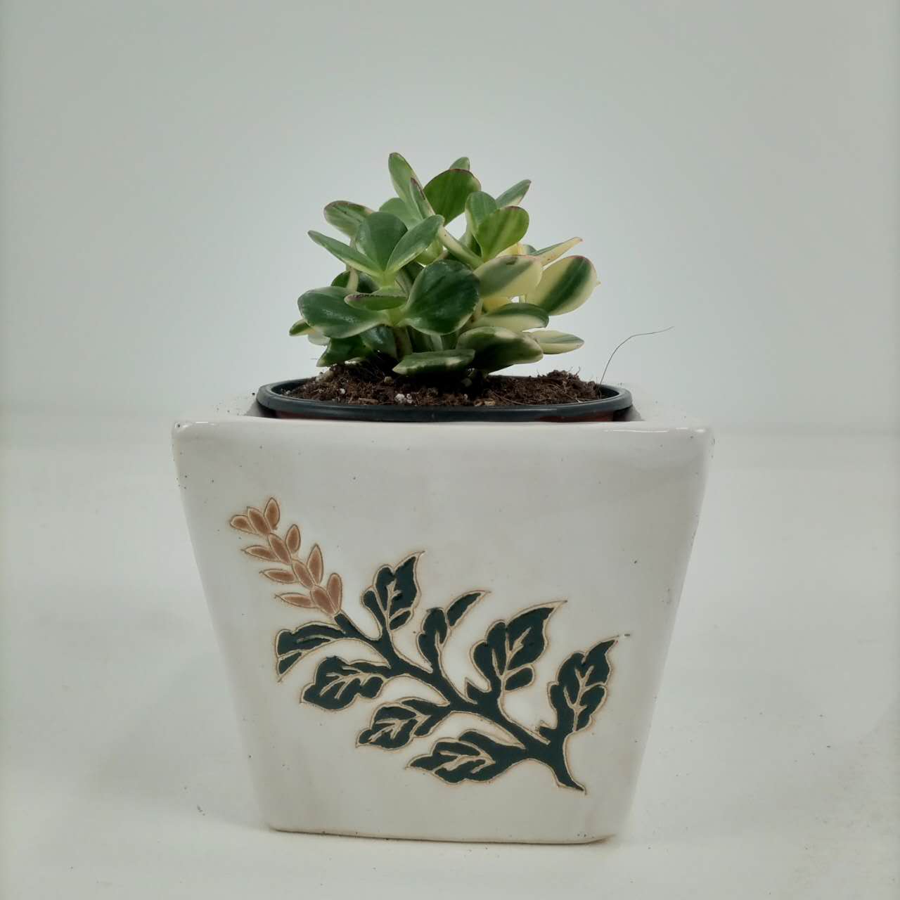 Variegated Crassula Ovata (Jade Plant) - 10 cm - Acacia Garden Center