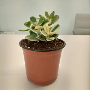 Variegated Crassula Ovata (Jade Plant) - 10 cm - Acacia Garden Center