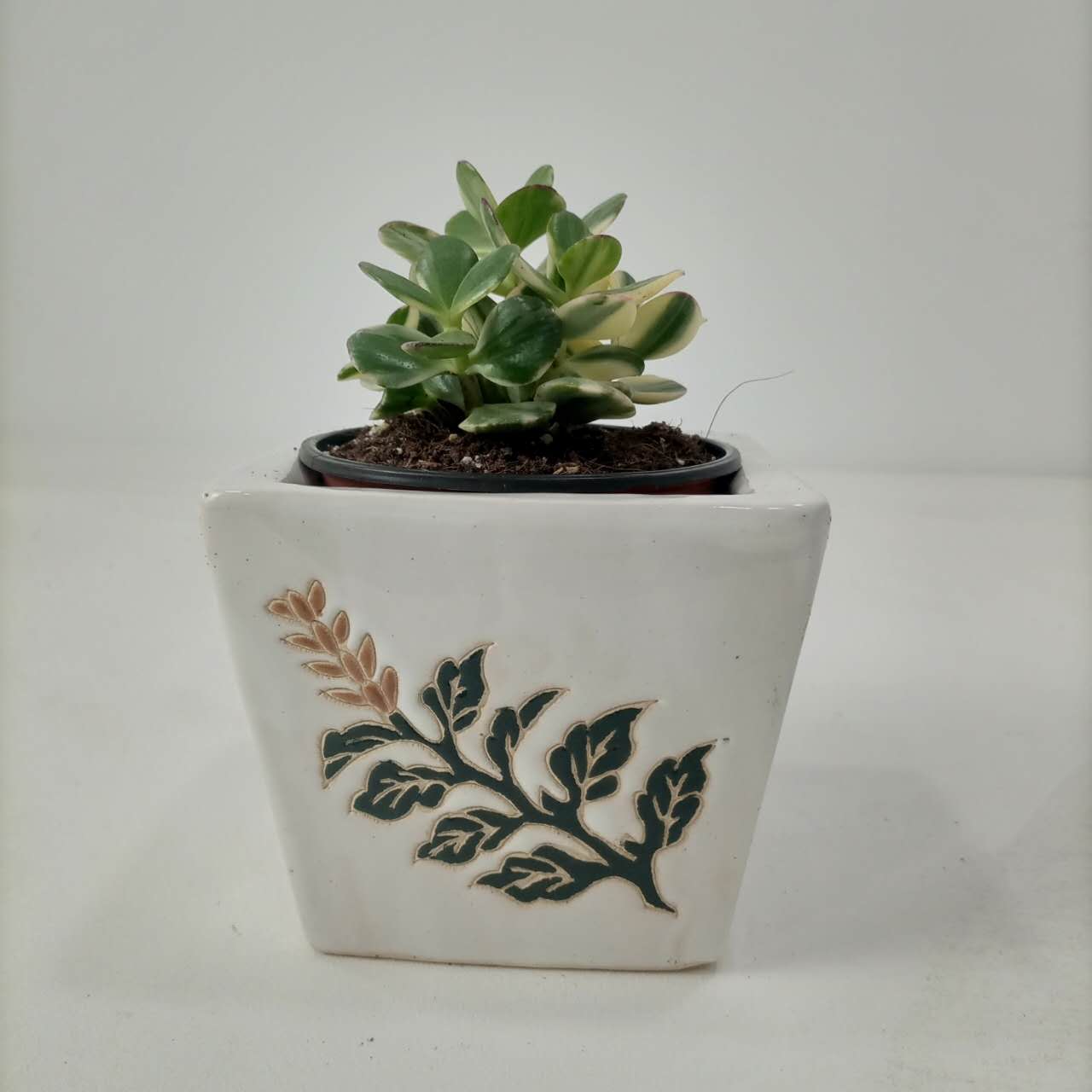 Variegated Crassula Ovata (Jade Plant) - 10 cm - Acacia Garden Center