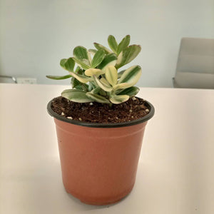Variegated Crassula Ovata (Jade Plant) - 10 cm - Acacia Garden Center