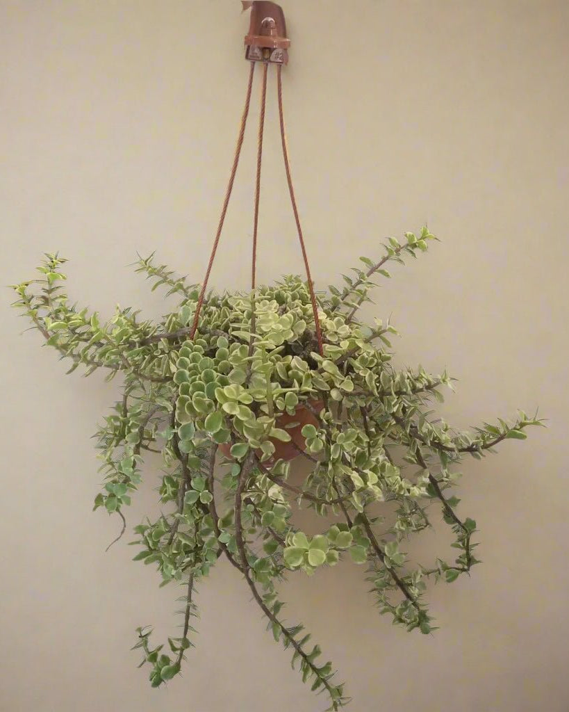 Variegated Elephant Bush (Portulacaria afra 'Variegata') | Succulent, 20–30 cm - Acacia Garden Center