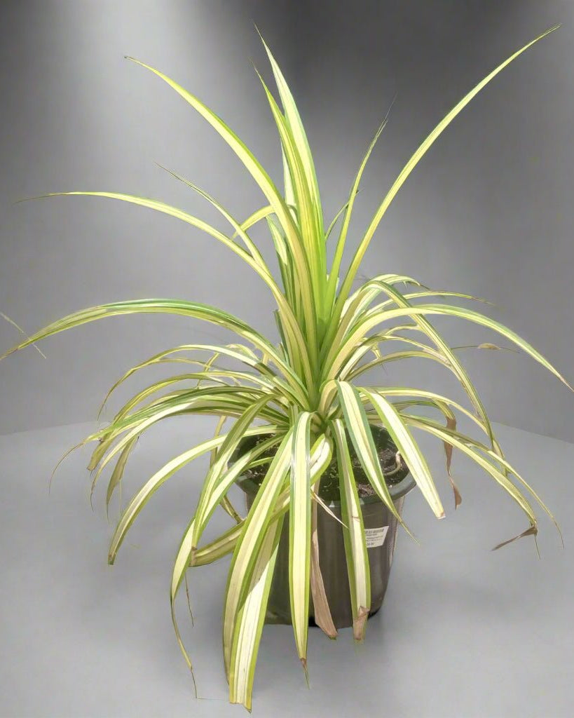 Variegated Pandanus (Pandanus baptistii) | Tropical Rosette, 15–20 cm / 30–35 cm - Acacia Garden Center