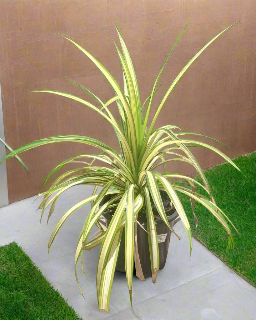 Variegated Pandanus (Pandanus baptistii) | Tropical Rosette, 15–20 cm / 30–35 cm - Acacia Garden Center