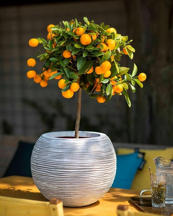 Vase Ball Rib - Acacia Garden Center