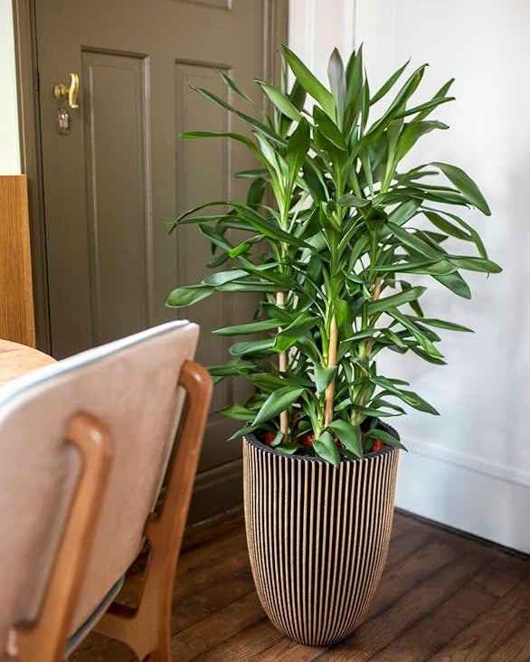 Vase Elegant Low Groove - Acacia Garden Center
