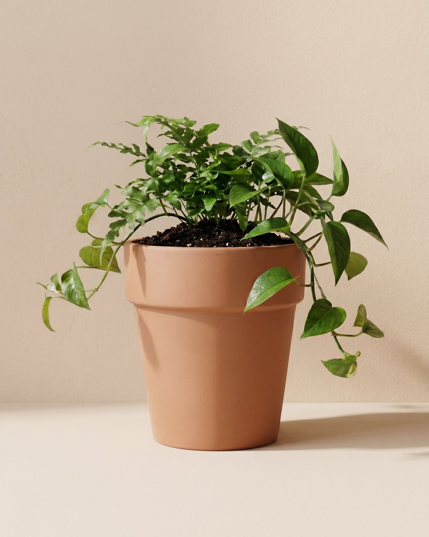 Vaso Alto (Tall Pot) - Acacia Garden Center