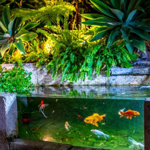 Warm White Pond Light - Acacia Garden Center