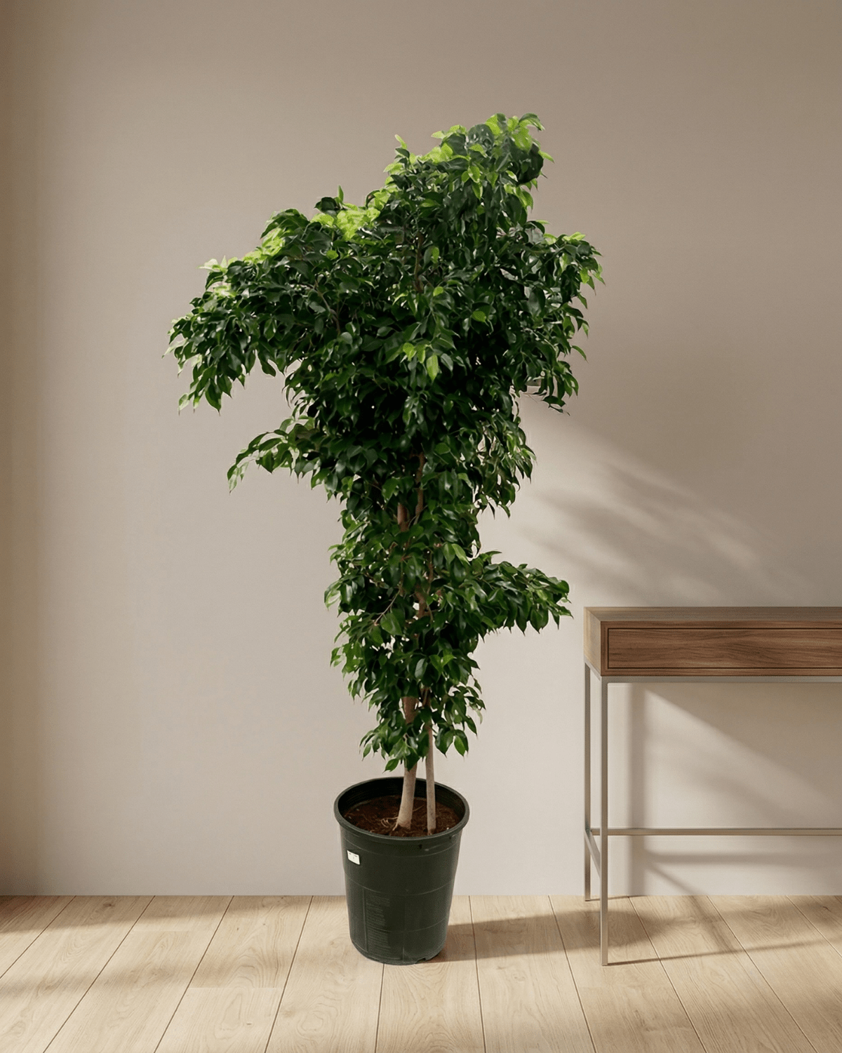 Weeping Fig 'Danielle' (Ficus benjamina) | Potted, 40–150 cm - Acacia Garden Center