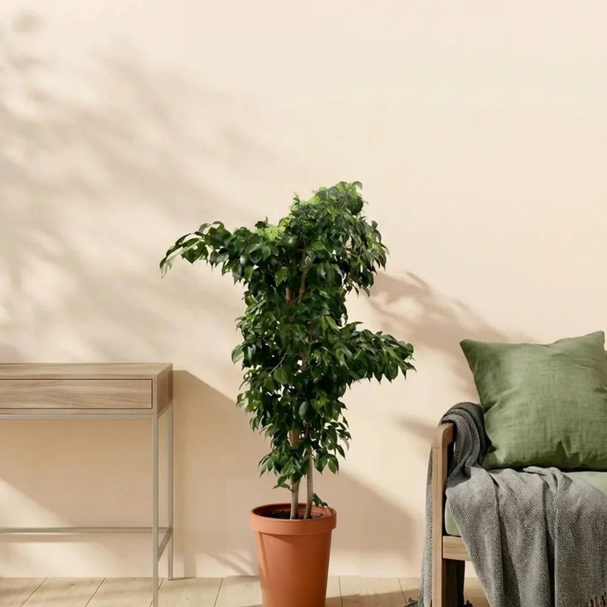 Buy Ficus Benjamina Danielle (Starlight)