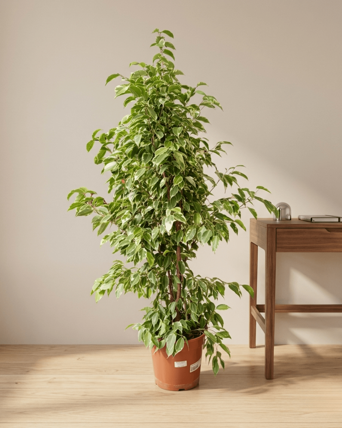 Weeping Fig 'Starlight' (Ficus Benjamina) | Potted, 1.0–1.2 m - Acacia Garden Center