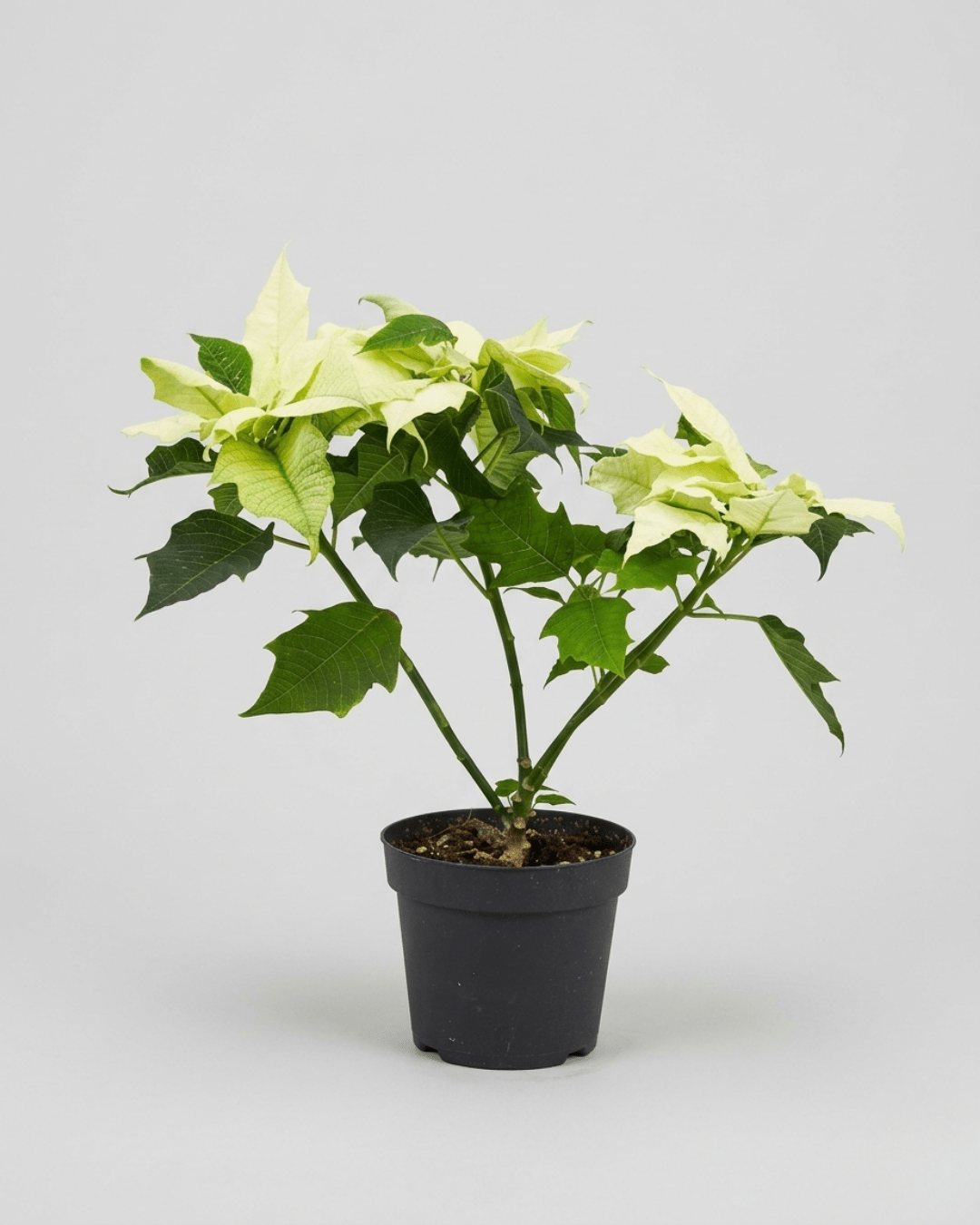 White Poinsettia (Euphorbia pulcherrima) | Seasonal Indoor Plant - Acacia Garden Center