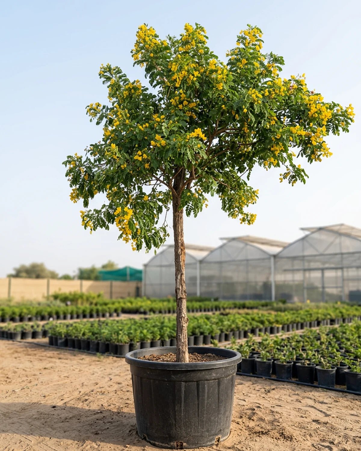 Yellow Cassia (Senna surattensis) | 2.5–3.0 m - Acacia Garden Center