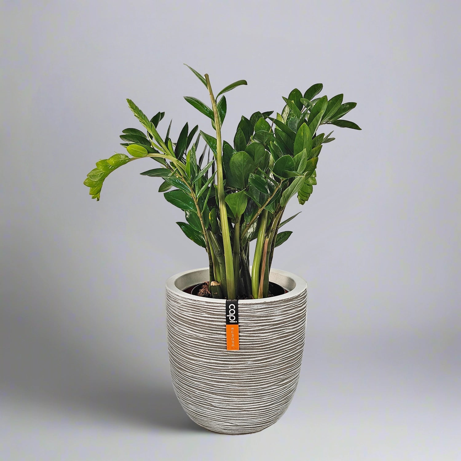 Zamioculcas Zamiifolia (ZZ Plant) | 80 - 90 cm - Acacia Garden Center