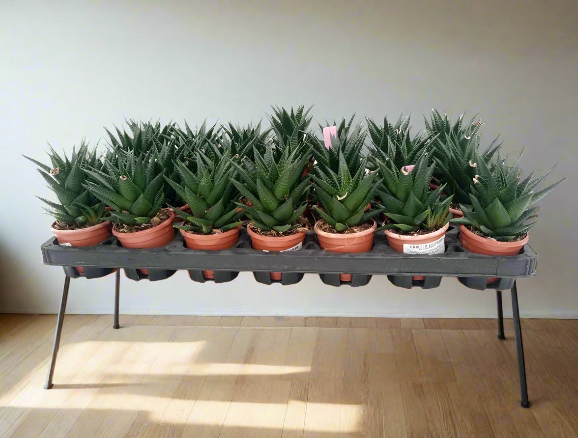 Zebra Cactus (Haworthia fasciata Concolor) | 8 - 10cm - Acacia Garden Center