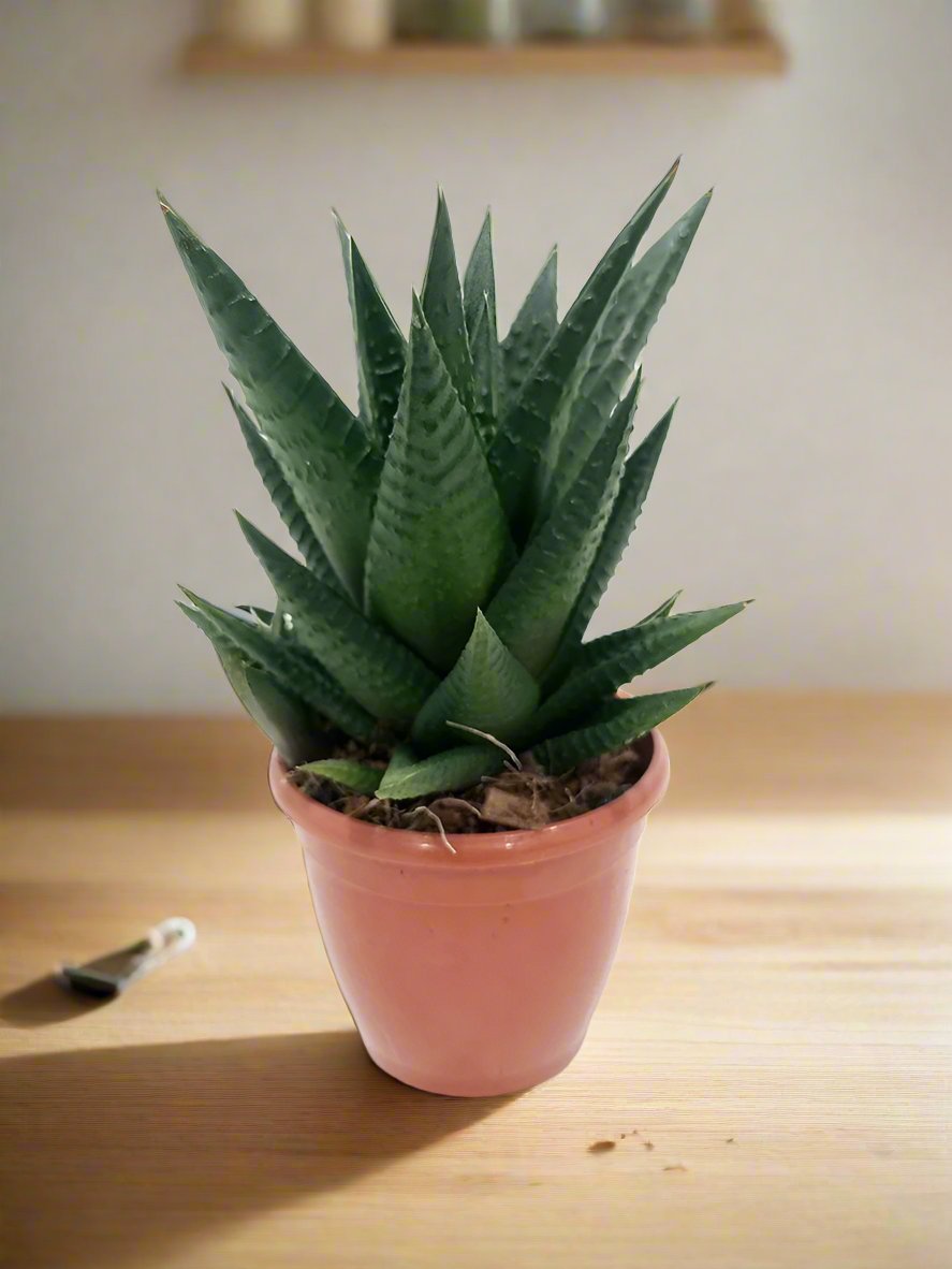 Zebra Cactus (Haworthia fasciata Concolor) | 8 - 10cm - Acacia Garden Center
