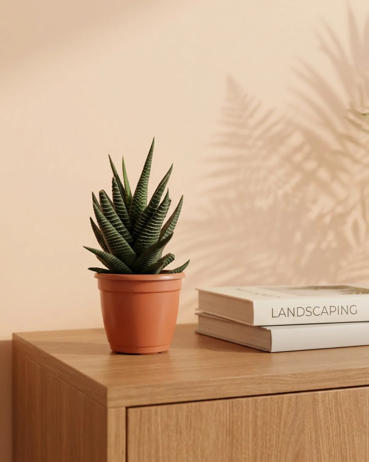 Zebra Cactus (Haworthia fasciata) | Sets, 8–10 cm each - Acacia Garden Center
