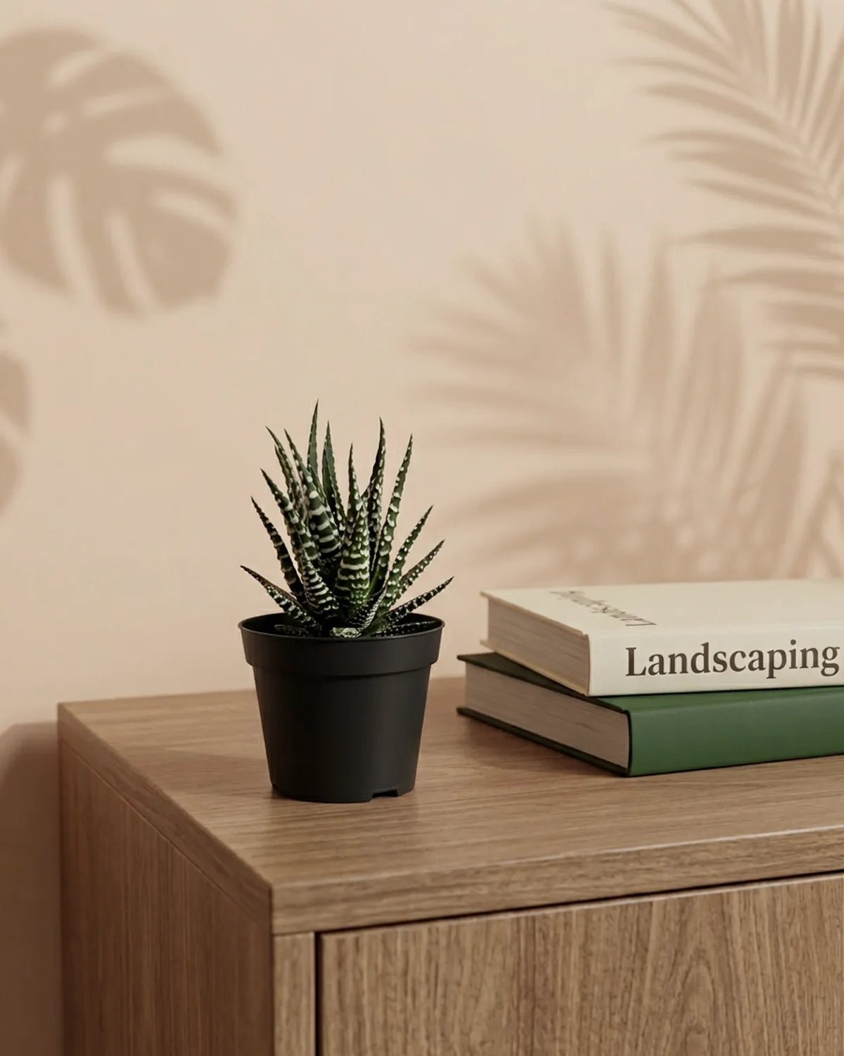 Zebra Plant (Haworthia fasciata) | African Albino, 5–15 cm - Acacia Garden Center