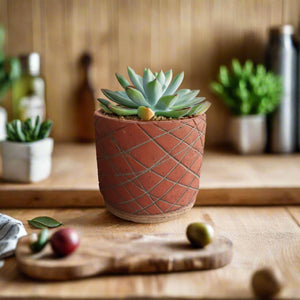 Zowie - Cf1788 - Acacia Garden Center