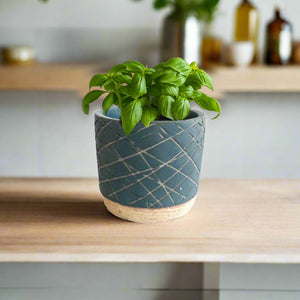 Zowie - Cf1788 - Acacia Garden Center